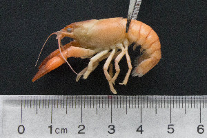  (Orconectes virilis - kmGRI2)  @14 [ ] CreativeCommons - Attribution Non-Commercial Share-Alike (2015) Kevin Morey University of Guelph