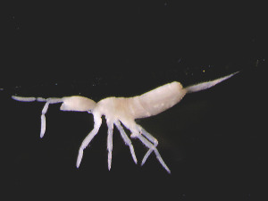  (Pseudosinella paclti - COL_DJS13_2019_8)  @11 [ ] CreativeCommons  Attribution Non-Commercial Share-Alike (2022) Unspecified University of Lodz