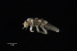  ( - PLE_DJS27_2019_1)  @11 [ ] CreativeCommons - Attribution Share-Alike (2022) Unspecified University of Lodz, Dept of Invertebrate Zoology and Hydrobiology