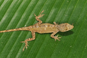  (Anolis cusuco - MSB POE3431)  @11 [ ] Unspecified (default): All Rights Reserved  Unspecified Unspecified
