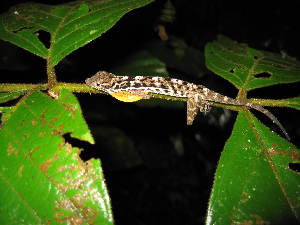  (Anolis polylepis - MSB POE2372)  @15 [ ] Unspecified (default): All Rights Reserved  Unspecified Unspecified
