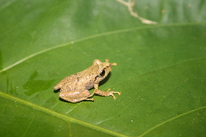  (Pristimantis ridens - MSB POE 3568)  @11 [ ] Copyright (2011) Steve Poe, MSB Museum of Southwestern Biology, University of New Mexico