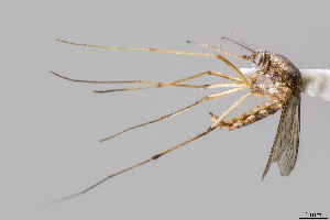  (Aedes scapularis - CUL_0180)  @14 [ ] CreativeCommons - Attribution (2017) ©HBahena-ECOSUR El Colegio de la Frontera Sur, Unidad Chetumal