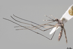  ( - CUL_0195)  @12 [ ] CreativeCommons - Attribution (2017) ©HBahena-ECOSUR El Colegio de la Frontera Sur, Unidad Chetumal