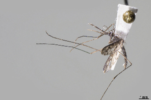  ( - CUL_0200)  @12 [ ] CreativeCommons - Attribution (2017) ©HBahena-ECOSUR El Colegio de la Frontera Sur, Unidad Chetumal