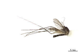  ( - CUL_0208)  @11 [ ] CreativeCommons - Attribution (2017) ©HBahena-ECOSUR El Colegio de la Frontera Sur, Unidad Chetumal