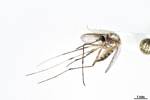 (Aedes euplocamus - CUL_0273)  @14 [ ] CreativeCommons - Attribution (2017) ©HBahena-ECOSUR El Colegio de la Frontera Sur, Unidad Chetumal