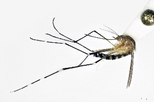  (Aedes cozumelensis - CUL_0339)  @14 [ ] CreativeCommons - Attribution (2017) ©HBahena-ECOSUR El Colegio de la Frontera Sur, Unidad Chetumal