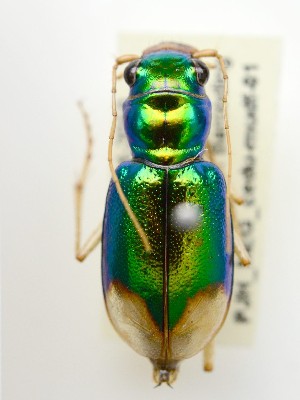  (Megacephala australis - PJH_MEG_cedu-mudf-01)  @14 [ ] Copyright (2012) P. Hudson South Australian Museum