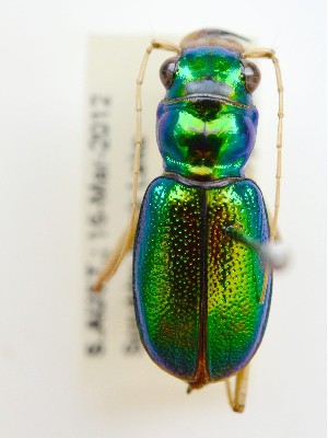  (Megacephala blackburni - PJH_MEG_scru-peak-02)  @14 [ ] Copyright (2012) P. Hudson South Australian Museum