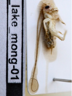  ( - PJH_CRI_lake-mong-01)  @12 [ ] Copyright (2012) P. Hudson South Australian Museum