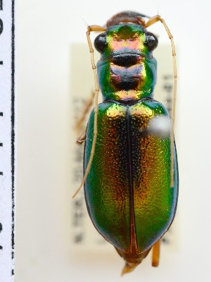  (Megacephala corpulenta - PJH_MEG_look-lake-01)  @14 [ ] Copyright (2012) P. Hudson South Australian Museum