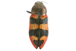  (Castiarina marginata - DAY111)  @14 [ ] Copyright (2009) Peter J. Lang 2009 Unspecified