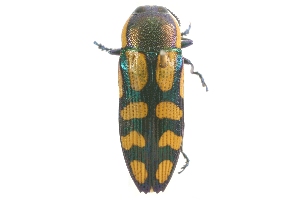  (Castiarina malleeana - DAY38)  @14 [ ] Copyright (2009) Peter J. Lang 2009 Unspecified