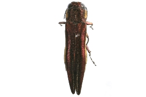  (Agrilus hypoleucus - DAY57)  @14 [ ] Copyright (2009) Peter J. Lang 2009 Unspecified