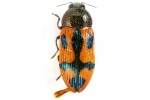  (Castiarina crux - PL0524)  @11 [ ] Copyright (2010) Peter J. Lang Unspecified