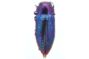  (Melobasis obscurella - PL0724)  @14 [ ] Copyright (2010) Peter J. Lang South Australian Museum