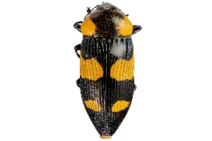  (Castiarina cyanipes - PL0841)  @15 [ ] Copyright (2011) Peter J. Lang South Australian Museum