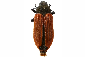  (Castiarina erythroptera - PL0989A)  @14 [ ] Copyright (2011) Peter J. Lang South Australian Museum