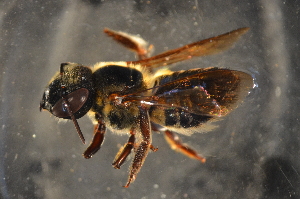  (Megachile sp. A - BBD002)  @14 [ ] CreativeCommons - Attribution Non-Commercial Share-Alike (2012) Scott Groom Flinders University