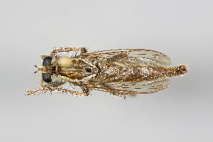  (Bathypogoninae - MS_CER_29-002878)  @11 [ ] CreativeCommons - Attribution Non-Commercial Share-Alike (2014) Mark Stevens South Australian Museum