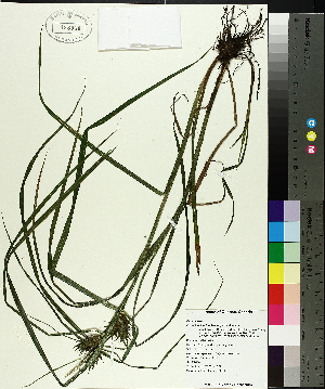  (Carex lupulina - TJD-709)  @11 [ ] CreativeCommons - Attribution Non-Commercial (2014) MTMG McGill University Herbarium