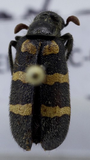  ( - KEN-MRC-00006)  @11 [ ] CreativeCommons - Attribution Share-Alike (2017) HG Wang Smithsonian Institution National Museum of Natural History