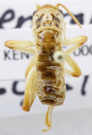  ( - KEN-MRC-00098)  @11 [ ] CreativeCommons - Attribution Share-Alike (2017) HG Wang Smithsonian Institution National Museum of Natural History