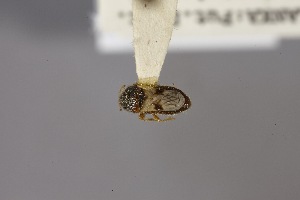  (Talpoblissus - USNM ENT 02103000)  @11 [ ] Unspecified (default): All Rights Reserved  Unspecified Unspecified