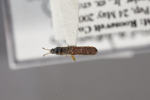  (Extarademus - USNM ENT 02103010)  @11 [ ] Unspecified (default): All Rights Reserved  Unspecified Unspecified