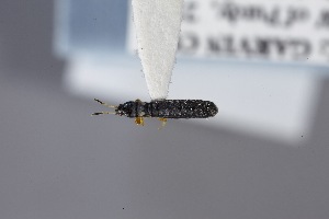  (Wheelerodemus - USNM ENT 02103012)  @11 [ ] Unspecified (default): All Rights Reserved  Unspecified Unspecified