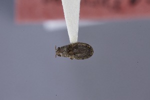  (Slaterellus - USNM ENT 02103028)  @11 [ ] Unspecified (default): All Rights Reserved  Unspecified Unspecified