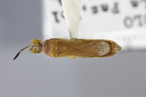  (Brailovskyodemus - USNM ENT 02103032)  @11 [ ] Unspecified (default): All Rights Reserved  Unspecified Unspecified