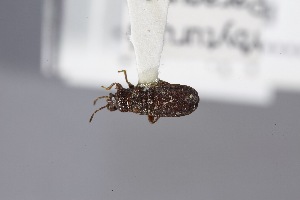  (Heteroblissus - USNM ENT 02103033)  @11 [ ] Unspecified (default): All Rights Reserved  Unspecified Unspecified