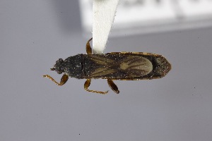  ( - USNM ENT 02103035)  @11 [ ] Unspecified (default): All Rights Reserved  Unspecified Unspecified