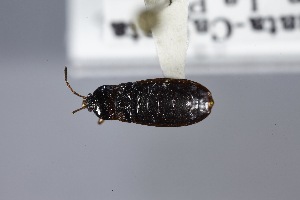  (Barrerablissus - USNM ENT 02103036)  @11 [ ] Unspecified (default): All Rights Reserved  Unspecified Unspecified