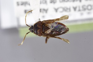  (Neopetissius hirsutus - USNM ENT 02103043)  @11 [ ] Unspecified (default): All Rights Reserved  Unspecified Unspecified