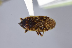  (Neopetissius slaterorum - USNM ENT 02103045)  @11 [ ] Unspecified (default): All Rights Reserved  Unspecified Unspecified