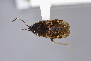  ( - USNM ENT 02103046)  @11 [ ] Unspecified (default): All Rights Reserved  Unspecified Unspecified