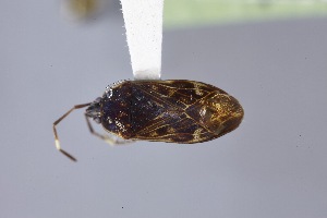  ( - USNM ENT 02103047)  @11 [ ] Unspecified (default): All Rights Reserved  Unspecified Unspecified