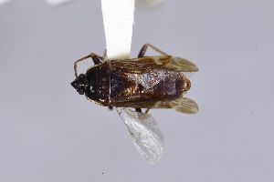  ( - USNM ENT 02103048)  @11 [ ] Unspecified (default): All Rights Reserved  Unspecified Unspecified