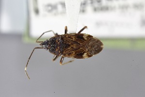  (Neopetissius - USNM ENT 02103049)  @11 [ ] Unspecified (default): All Rights Reserved  Unspecified Unspecified