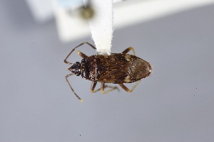  ( - USNM ENT 02103050)  @11 [ ] Unspecified (default): All Rights Reserved  Unspecified Unspecified