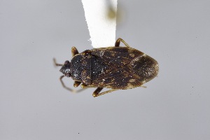  (Neopetissius perplexus - USNM ENT 02103051)  @11 [ ] Unspecified (default): All Rights Reserved  Unspecified Unspecified