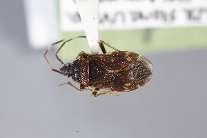  ( - USNM ENT 02103052)  @11 [ ] Unspecified (default): All Rights Reserved  Unspecified Unspecified