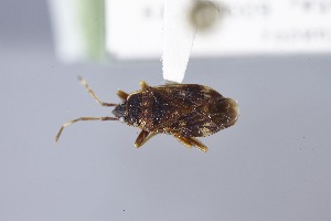  ( - USNM ENT 02103053)  @11 [ ] Unspecified (default): All Rights Reserved  Unspecified Unspecified