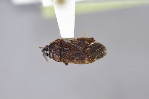  ( - USNM ENT 02103055)  @11 [ ] Unspecified (default): All Rights Reserved  Unspecified Unspecified