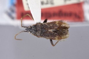  (Neopetissius immanis - USNM ENT 02103056)  @11 [ ] Unspecified (default): All Rights Reserved  Unspecified Unspecified