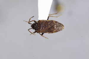  ( - USNM ENT 02103061)  @11 [ ] Unspecified (default): All Rights Reserved  Unspecified Unspecified