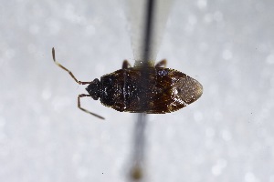  (Neopetissius - USNM ENT 02103062)  @11 [ ] Unspecified (default): All Rights Reserved  Unspecified Unspecified